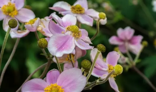 La flore en été