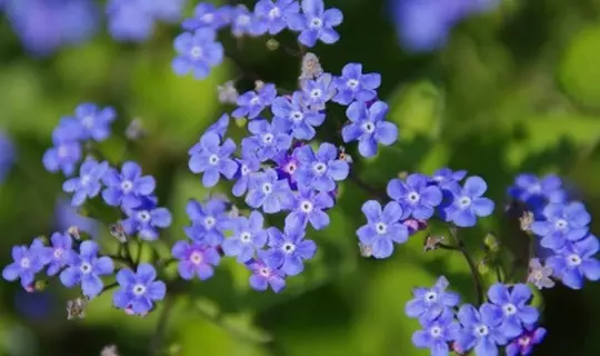 La flore en été