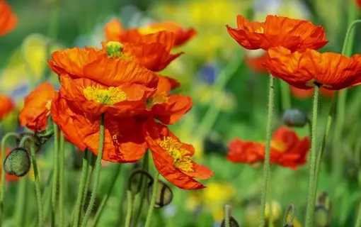 La flore en été