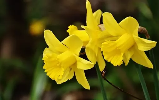 La flore au printemps